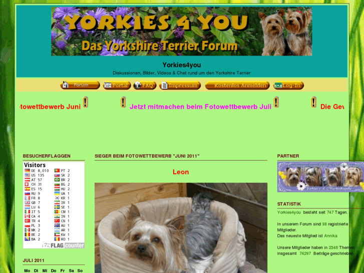 www.yorkies4you.net