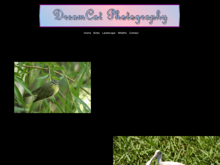 www.dreamcatphoto.com