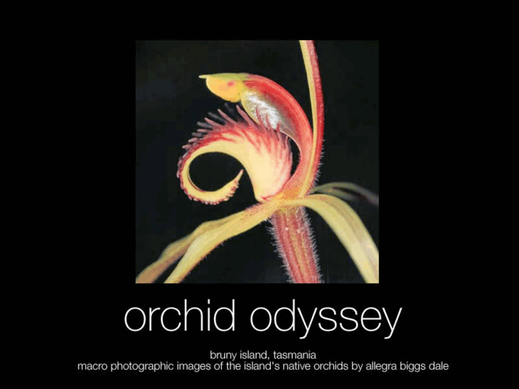 www.orchid-odyssey.com