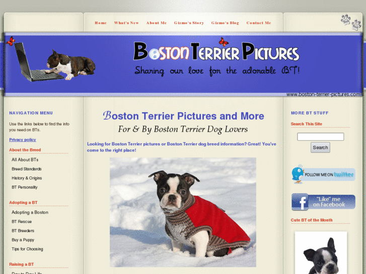 www.boston-terrier-pictures.com