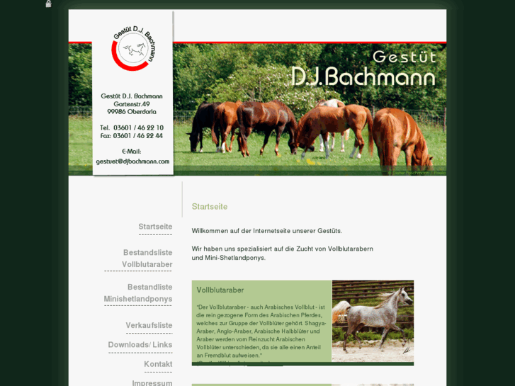 www.djbachmann.com