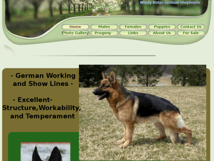 www.windyridgeshepherds.com