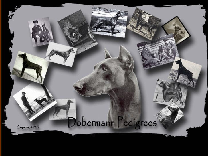 www.dobermann-pedigrees.com