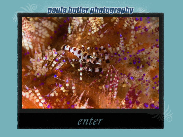 www.paulabutlerphotography.com