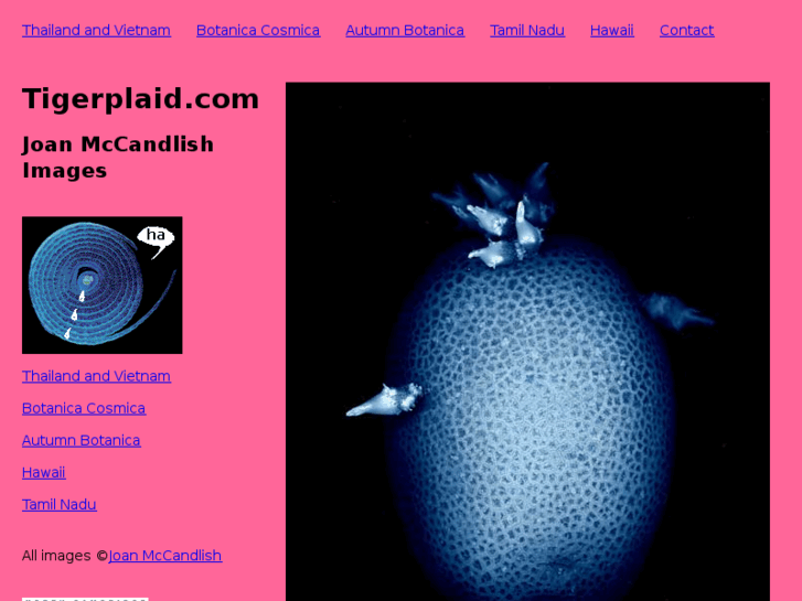 www.tigerplaid.com