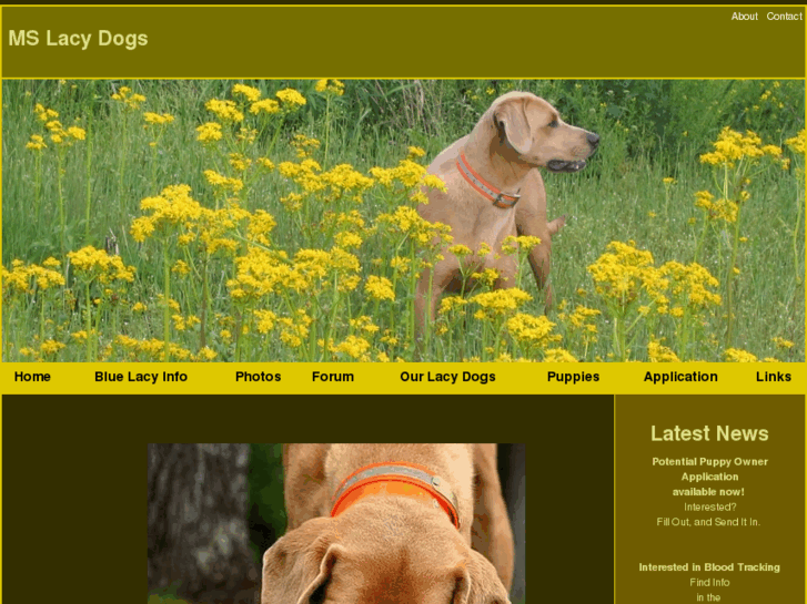 www.mslacydog.com