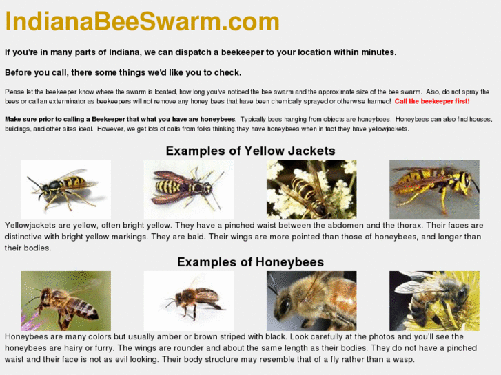 www.indianabeeswarm.com