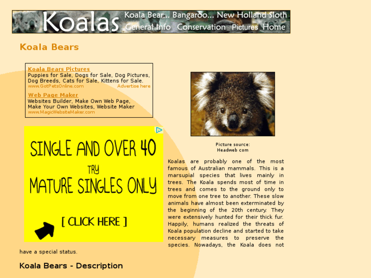 www.koala-bears.com
