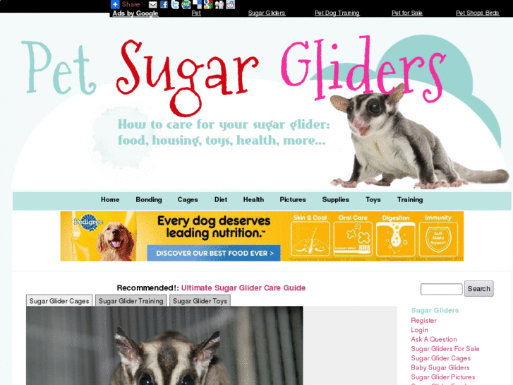 www.petsugargliders.net