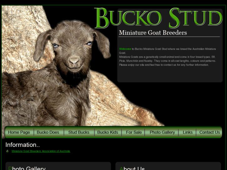 www.buckominiaturegoats.com