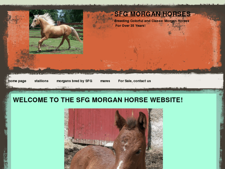 www.sfgmorganhorses.com