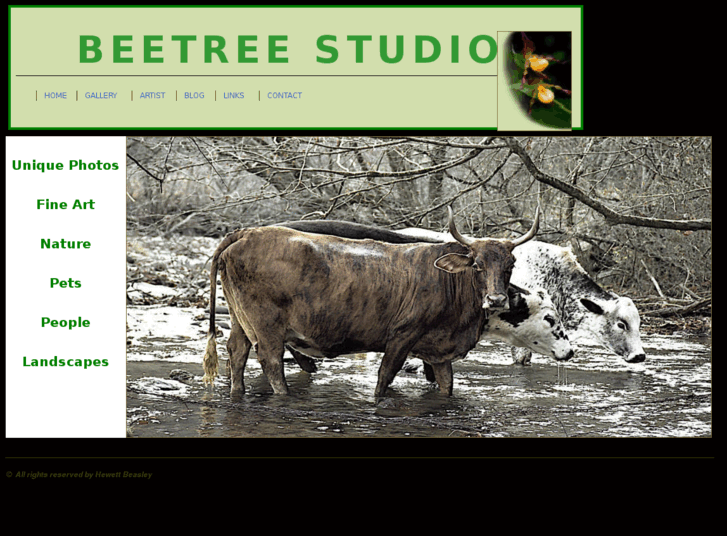 www.beetreestudio.com