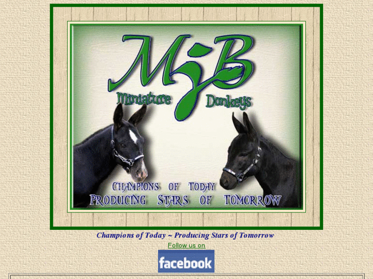 www.mjbminiaturedonkeys.com