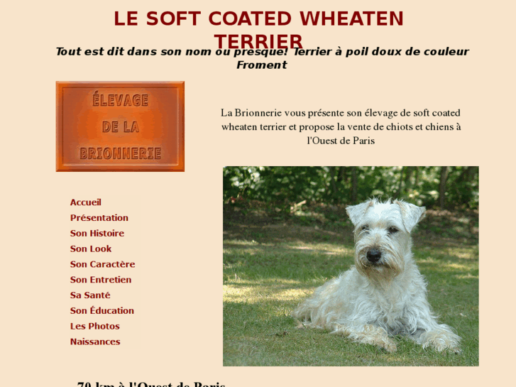 www.soft-coated-wheaten.com