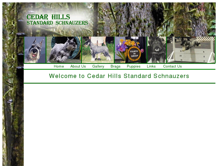 www.cedarhillsstandardschnauzers.com