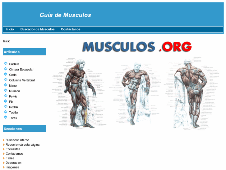 www.musculos.org