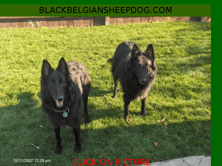 www.blackbelgiansheepdog.com