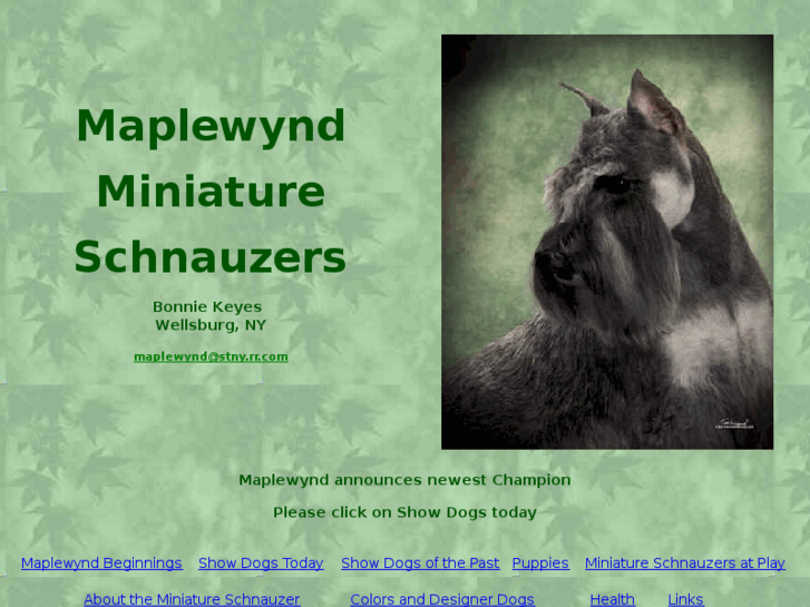 www.maplewyndminiatureschnauzers.com