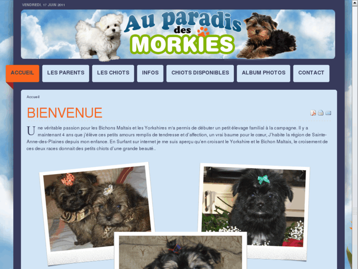 www.auparadisdesmorkies.com