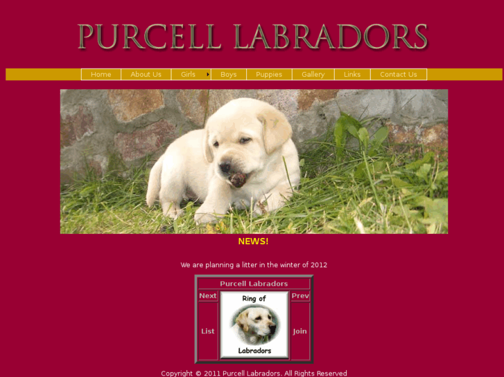 www.purcelllabradors.com