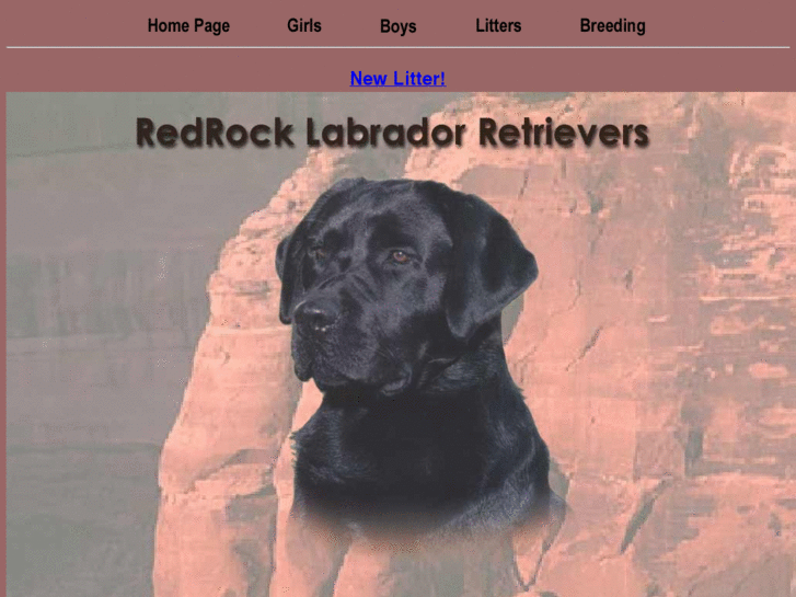 www.redrocklabradors.com