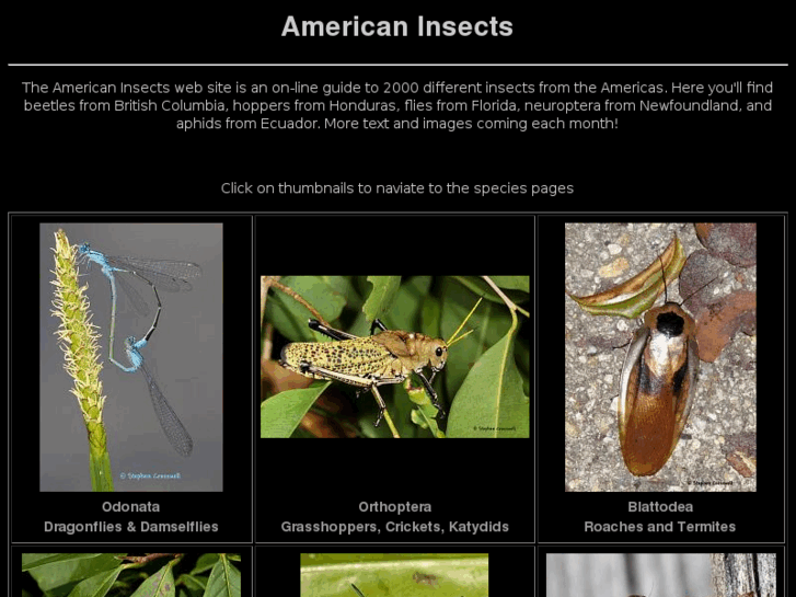 www.americaninsects.net