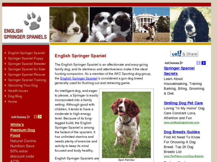 www.bestspringerspaniels.com