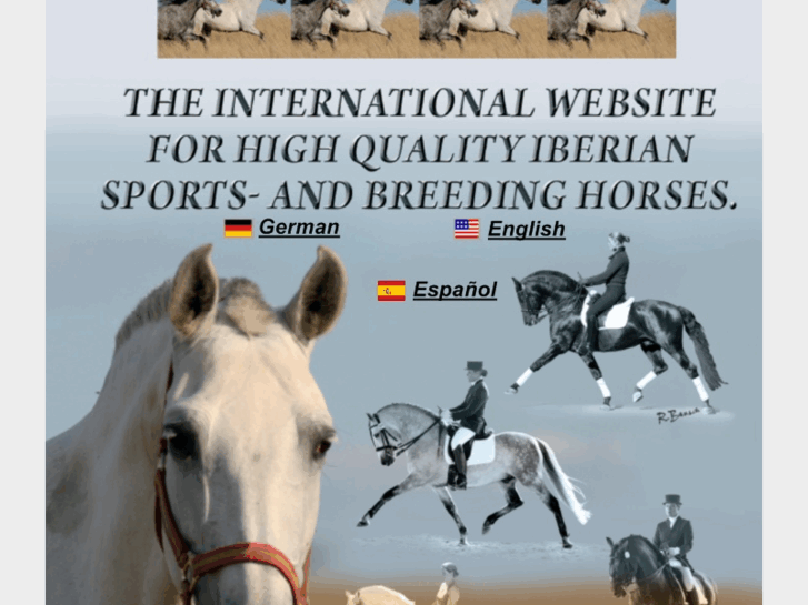 www.spanish-horse-connection.com