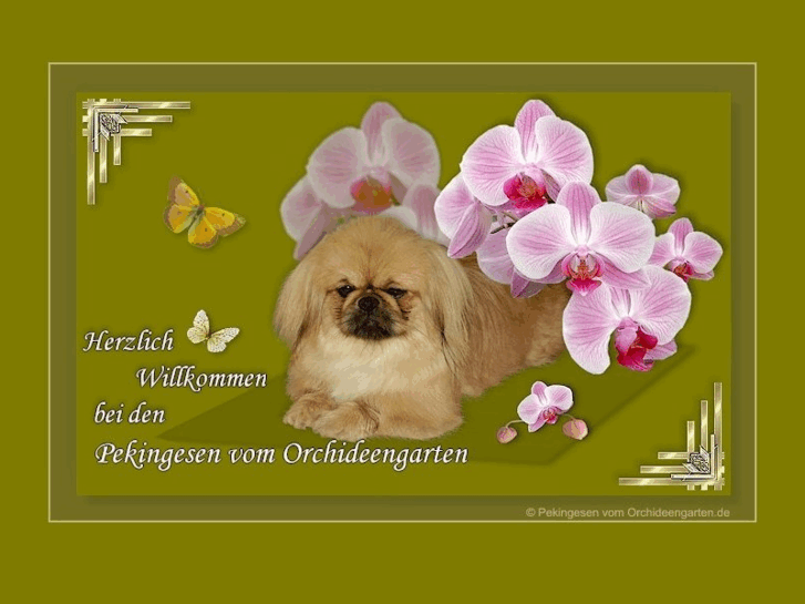 www.pekingesen-vom-orchideengarten.de