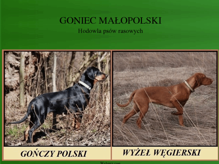 www.gonczy-polski.com.pl