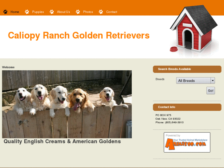 www.caliopyranchgoldenretrievers.com