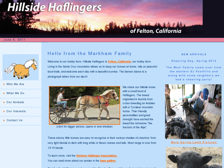 www.hillsidehaflingers.net