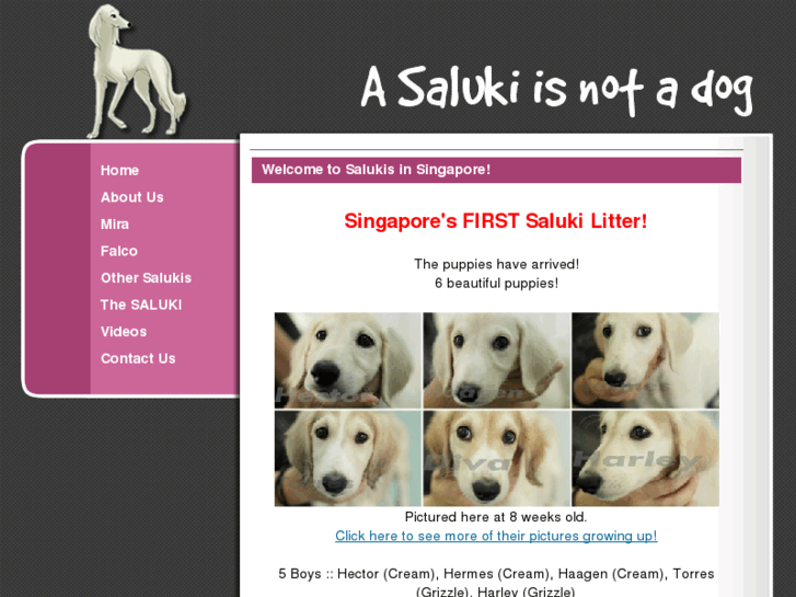 www.saluki.sg