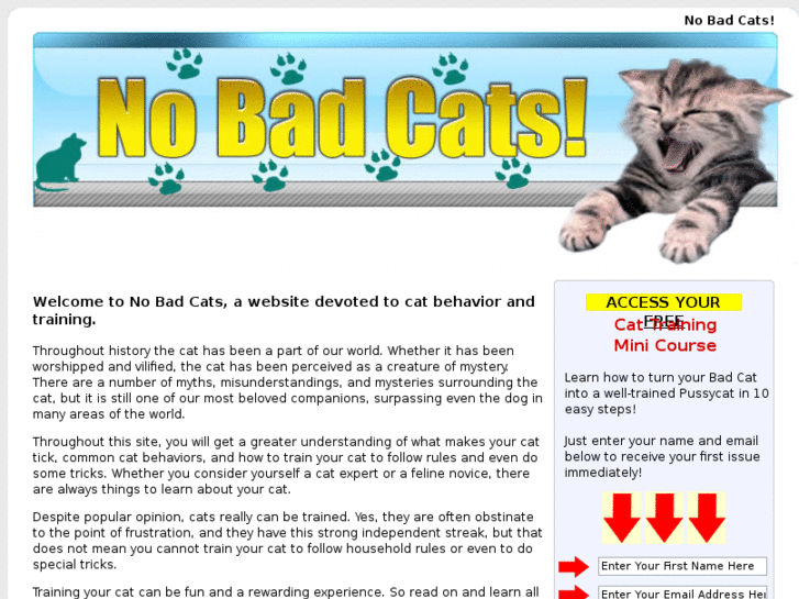 www.nobadcats.com