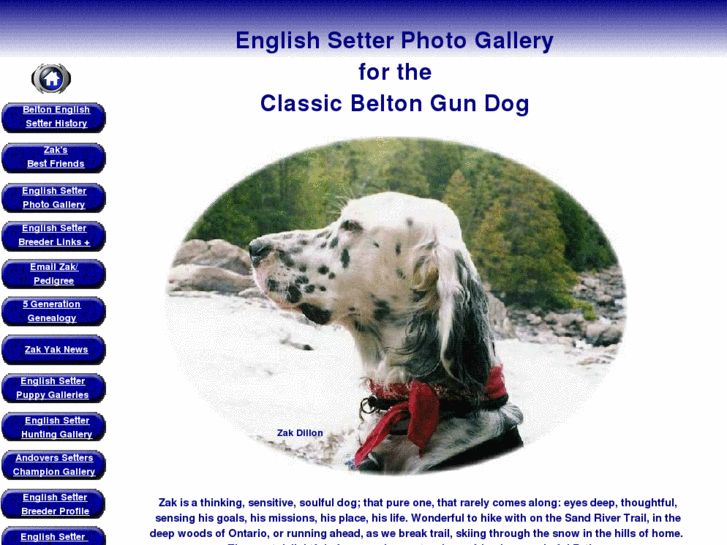 www.beltonenglishsetter.com