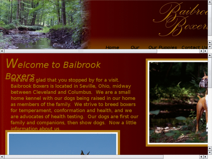 www.baibrookboxers.com