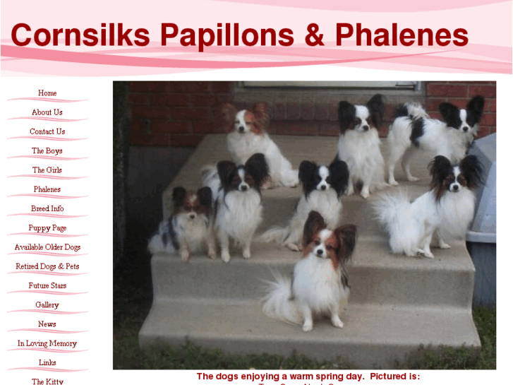 www.cornsilkpapillons.com