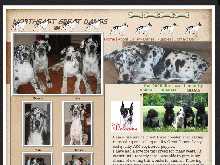 www.northeastgreatdanes.com