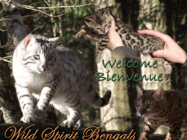 www.wildspiritbengals.com