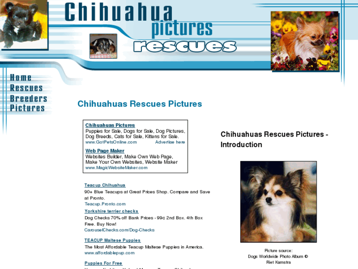 www.chihuahua-rescues-pictures.com