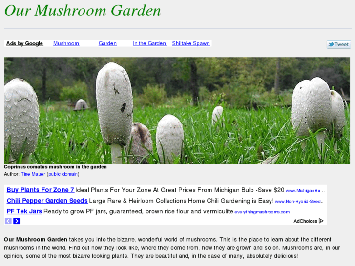 www.our-mushroom-garden.com