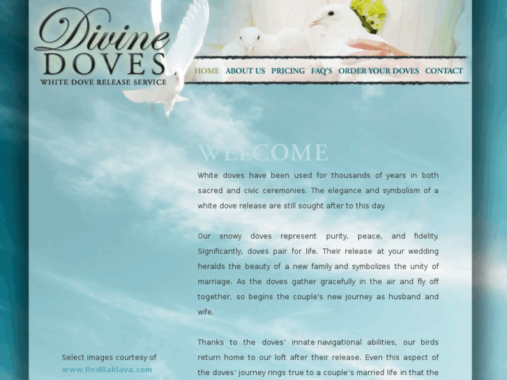 www.divinedoves.com