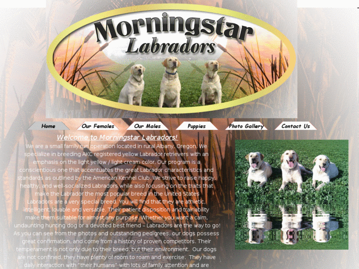 www.morningstarlabradors.com