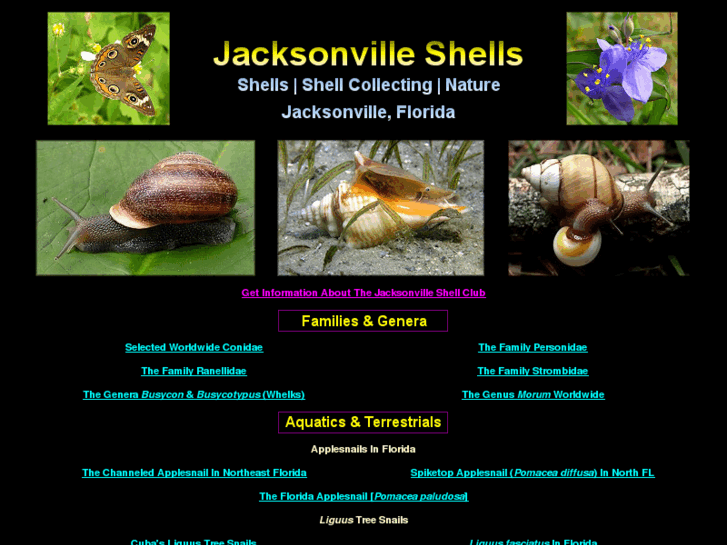 www.jacksonvilleshells.org