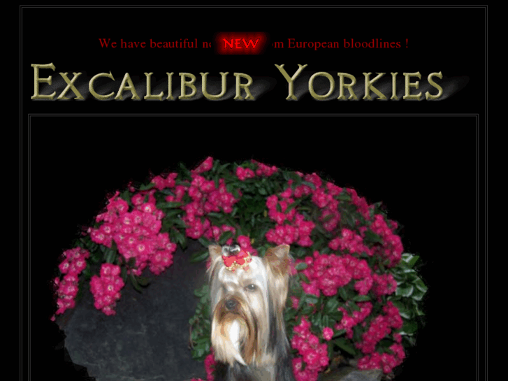 www.excalibur-yorkies.com