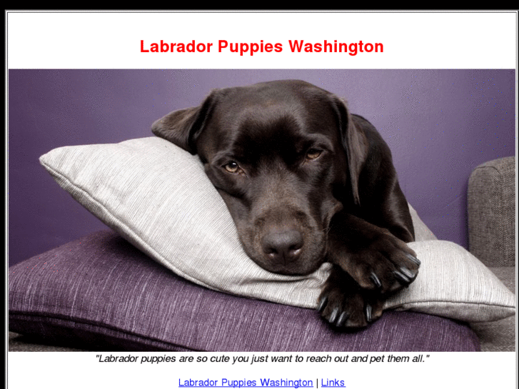 www.labradorpuppieswashington.com