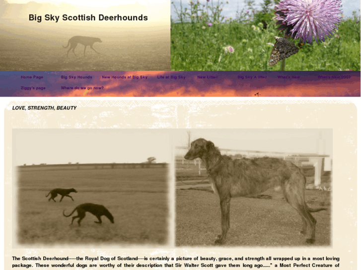 www.bigskyscottishdeerhounds.com