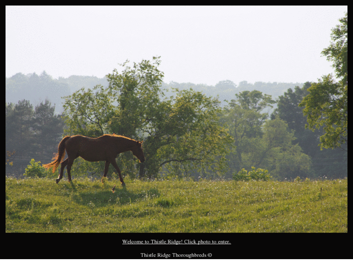 www.thistleridgethoroughbreds.com