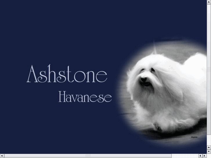 www.ashstonehavanese.com