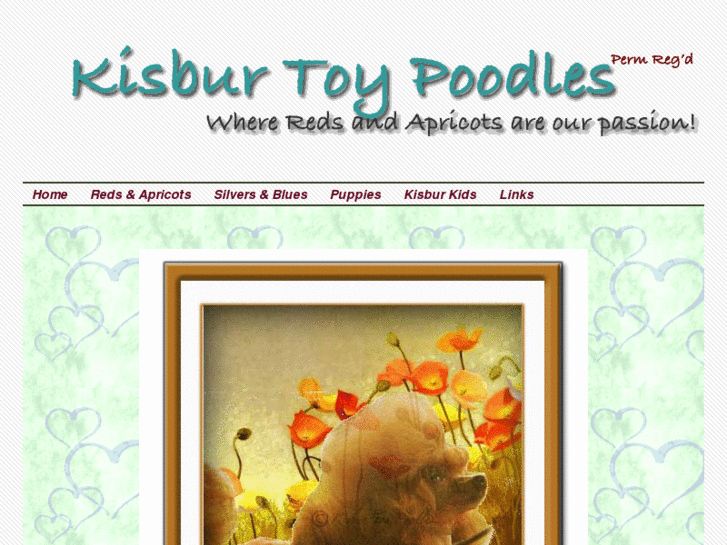 www.kisburpoodles.com